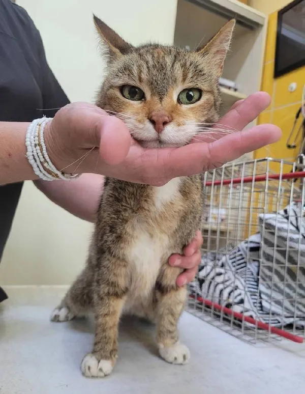 Znaleziono kota, Łódź, 16 września 2024 (5/5)