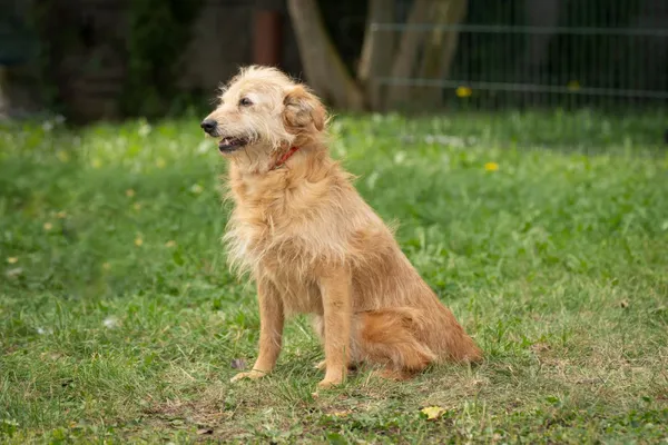 Pies do adopcji, Bełchatów, 19 marca 2024 (2/5)