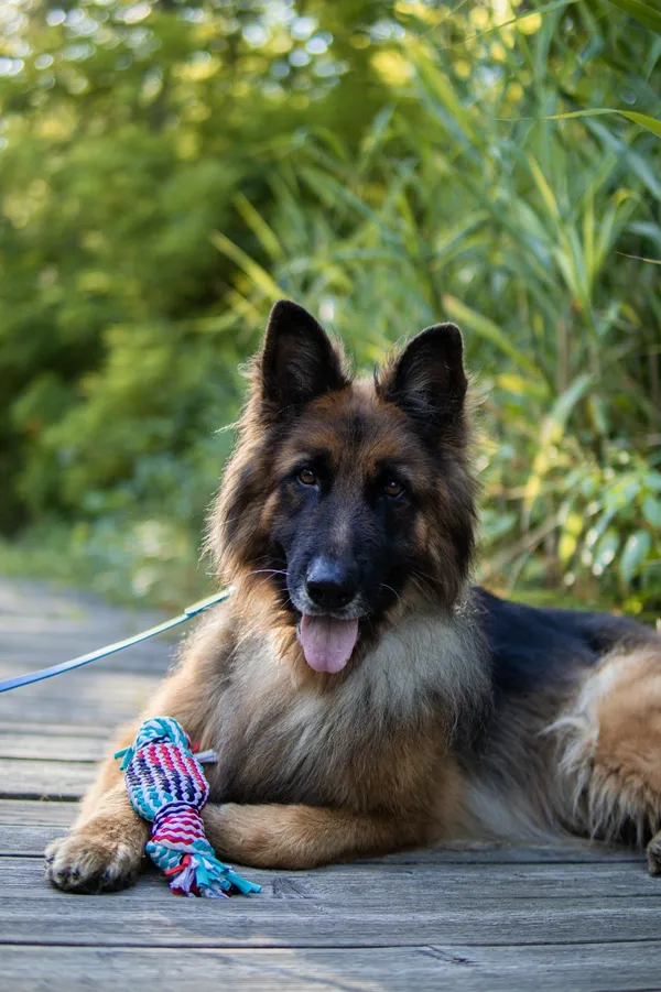 Pies do adopcji, Sosnowiec, 30 sierpnia 2024 (1/5)