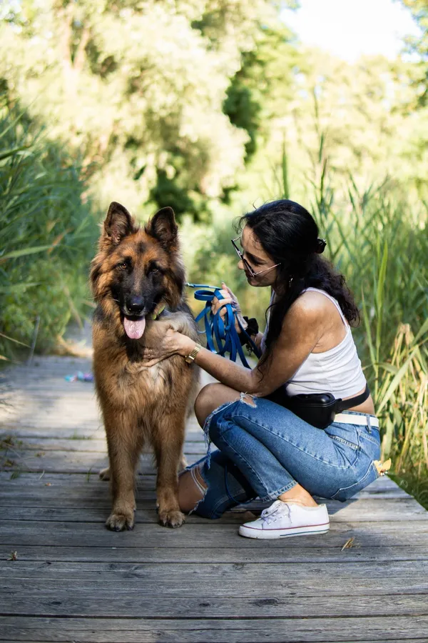 Pies do adopcji, Sosnowiec, 30 sierpnia 2024 (3/5)