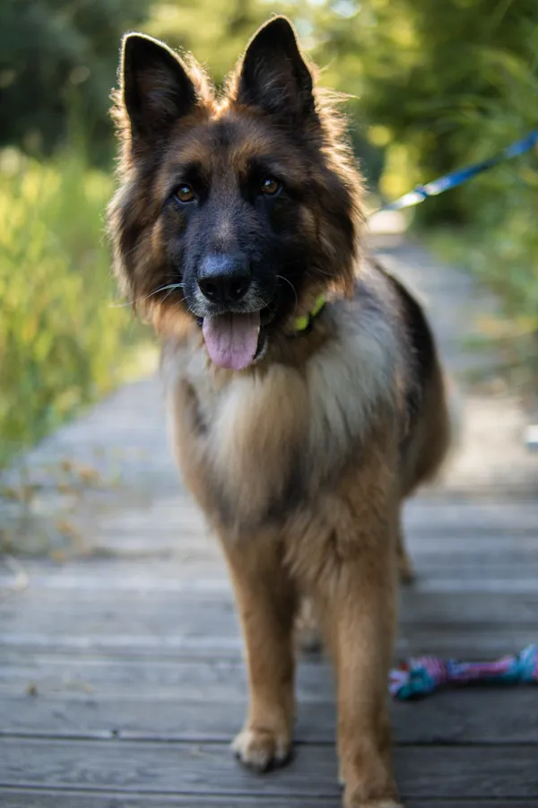 Pies do adopcji, Sosnowiec, 30 sierpnia 2024 (5/5)