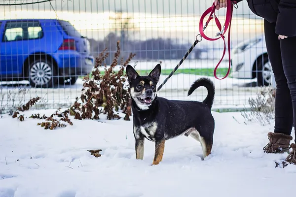 Pies do adopcji, Świdnica, 7 listopada 2022 (3/5)