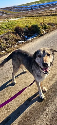 Pies do adopcji, Orzechowce, 23 września 2024 (2/5)