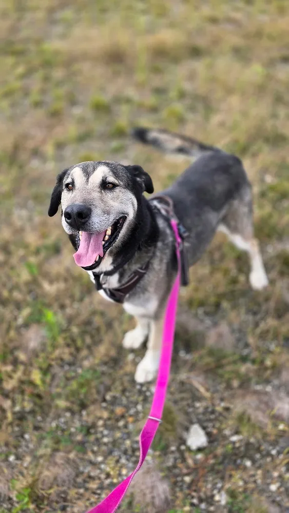 Pies do adopcji, Orzechowce, 23 września 2024 (3/5)