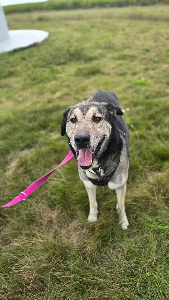 Pies do adopcji, Orzechowce, 23 września 2024 (5/5)