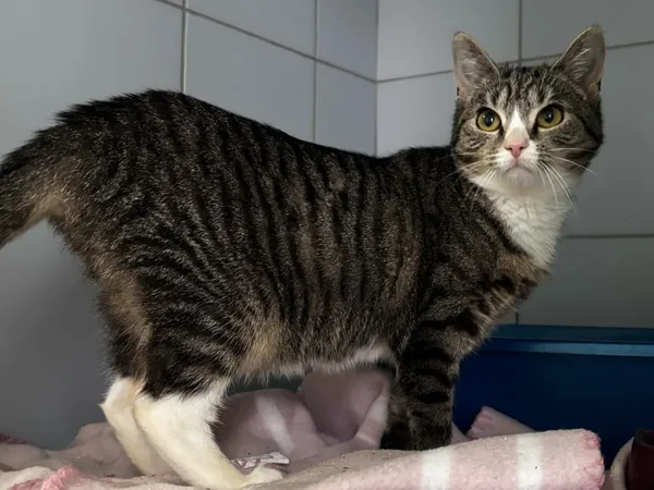 Znaleziono kota, Lublin, 24 września 2024