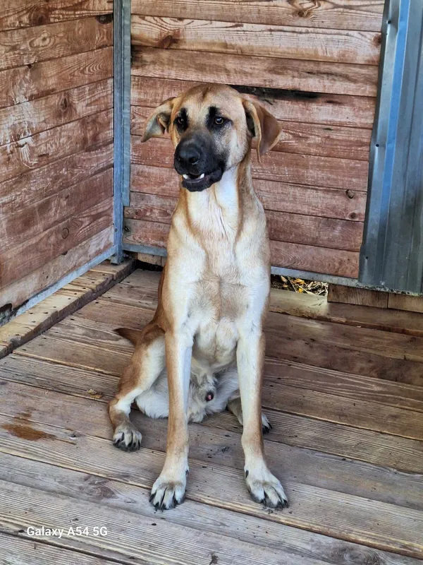 Pies do adopcji, Orzechowce, 13 sierpnia 2025 (2/5)