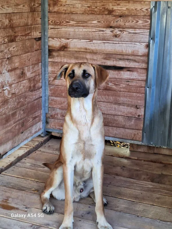 Pies do adopcji, Orzechowce, 13 sierpnia 2025 (4/5)