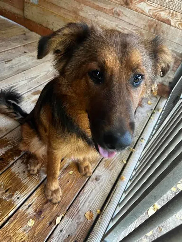 Pies do adopcji, Orzechowce, 24 września 2024 (1/4)