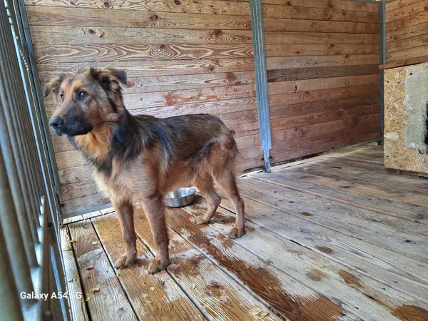 Pies do adopcji, Orzechowce, 24 września 2024 (3/4)