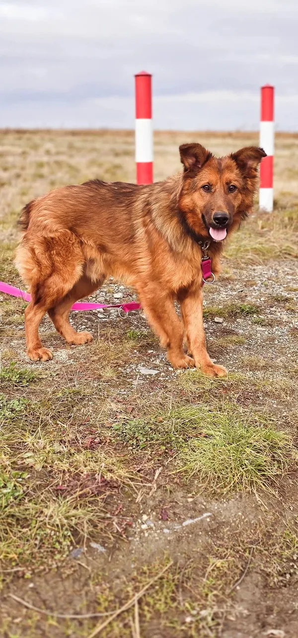 Pies do adopcji, Orzechowce, 24 września 2024 (4/4)