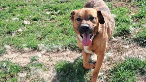 Pies do adopcji, Tatary, 25 marca 2022 (1/4)