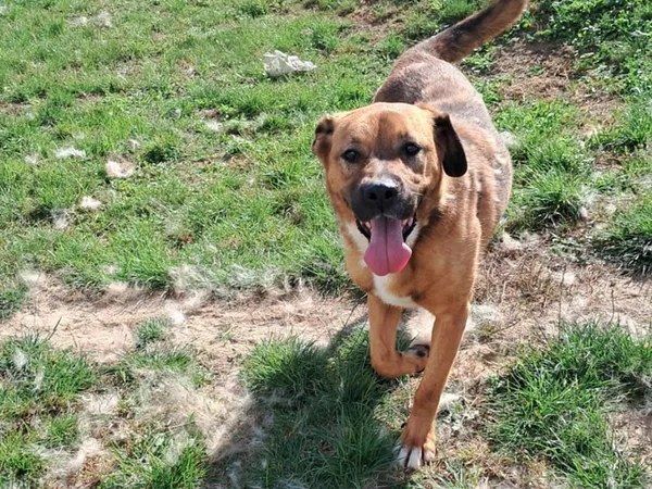 Pies do adopcji, Tatary, 25 marca 2022 (4/4)