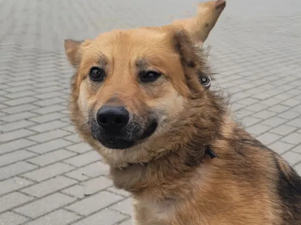 Pies do adopcji, Tatary, 3 marca 2022 (2/3)