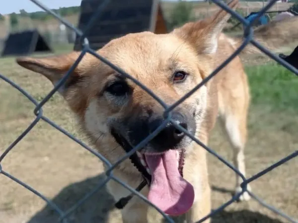 Pies do adopcji, Tatary, 3 marca 2022 (3/3)