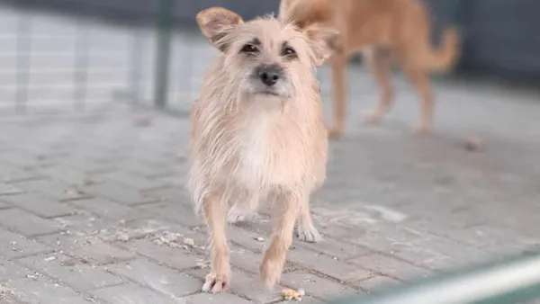 Pies do adopcji, Tatary, 7 maja 2021 (1/3)