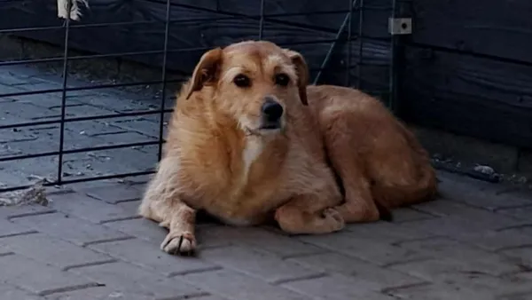 Pies do adopcji, Tatary, 25 lutego 2021 (1/3)