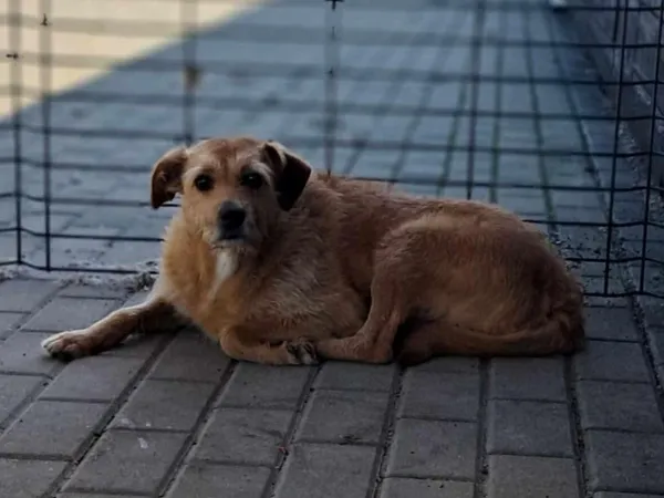 Pies do adopcji, Tatary, 25 lutego 2021 (3/3)