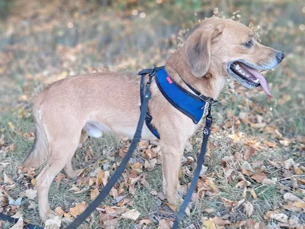 Pies do adopcji, Tatary, 13 stycznia 2021 (3/3)