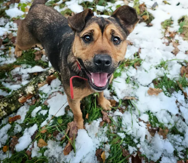 Pies do adopcji, Sosnowice, 23 września 2024 (1/5)