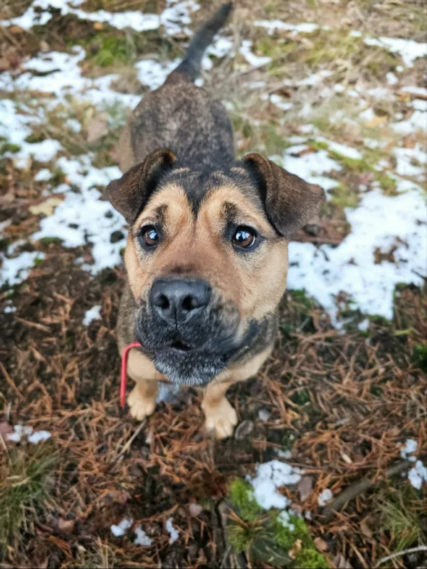 Pies do adopcji, Sosnowice, 23 września 2024 (3/5)