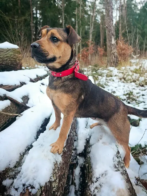 Pies do adopcji, Sosnowice, 23 września 2024 (4/5)