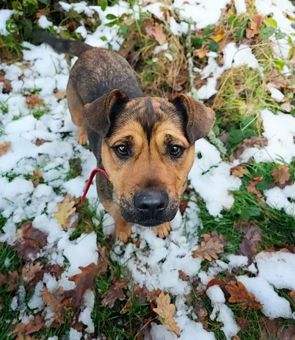 Pies do adopcji, Sosnowice, 23 września 2024 (5/5)