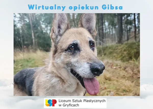 Pies do adopcji, Sosnowice, 16 września 2024 (1/4)