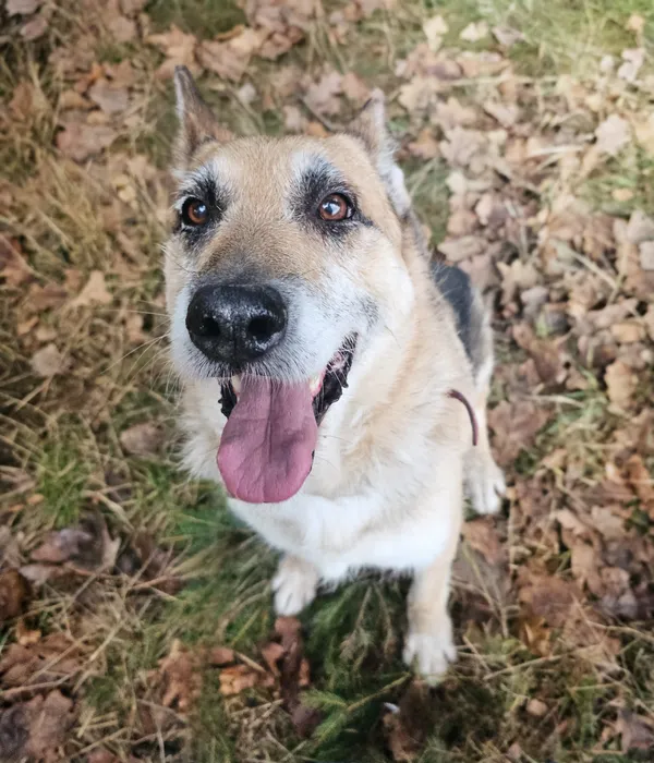 Pies do adopcji, Sosnowice, 16 września 2024 (2/4)