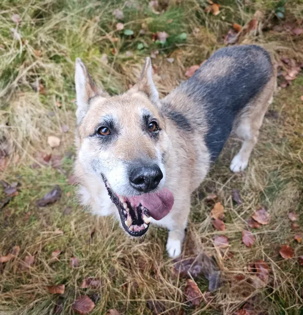 Pies do adopcji, Sosnowice, 16 września 2024 (3/4)