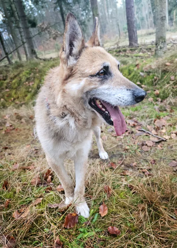 Pies do adopcji, Sosnowice, 16 września 2024 (4/4)