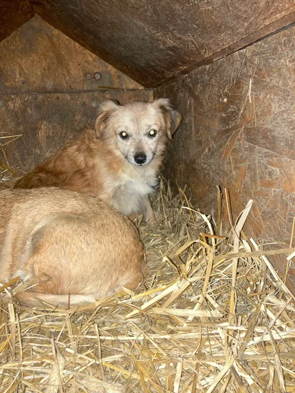 Pies do adopcji, Zgierz, 27 września 2024