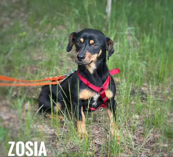 Pies do adopcji, Rytlów, 26 maja 2025