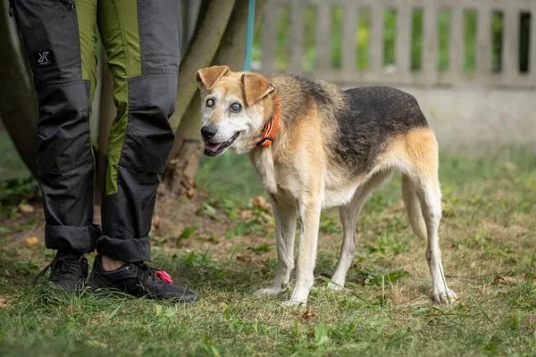 Pies do adopcji, Bełchatów, 8 sierpnia 2024 (1/5)