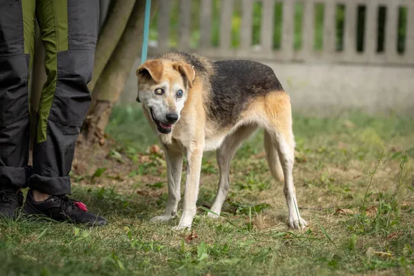 Pies do adopcji, Bełchatów, 8 sierpnia 2024 (2/5)