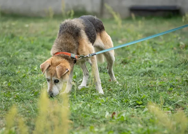 Pies do adopcji, Bełchatów, 8 sierpnia 2024 (5/5)