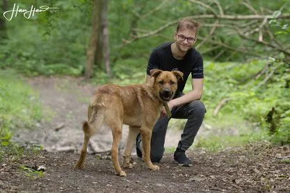 Pies do adopcji, Zgierz, 30 września 2024 (4/4)