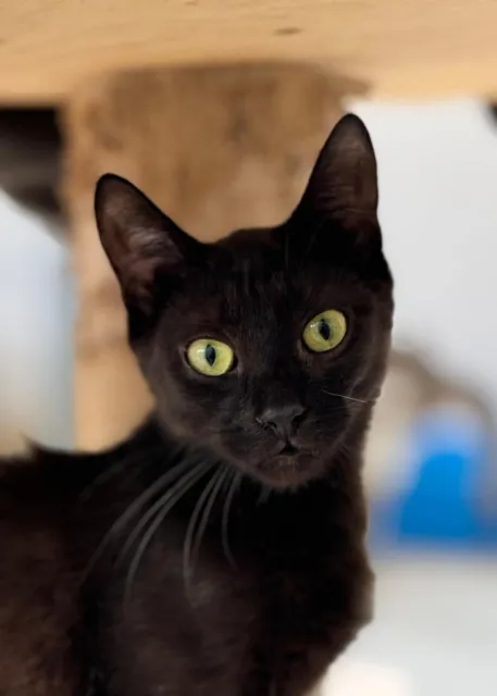 Kot do adopcji, Piła, 21 sierpnia 2024 (1/2)