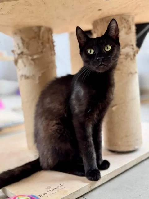 Kot do adopcji, Piła, 21 sierpnia 2024 (2/2)