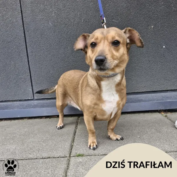 Znaleziono psa, Gdynia, 27 czerwca 2025