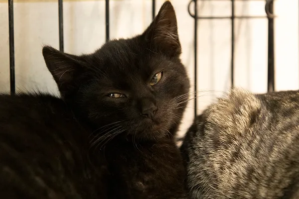 Znaleziono kota, Sosnowiec, 3 października 2024 (2/5)