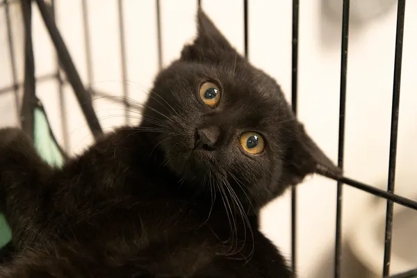 Znaleziono kota, Sosnowiec, 3 października 2024 (3/5)