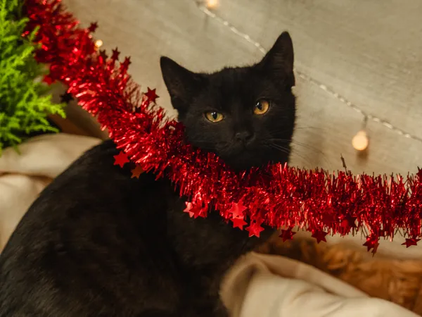 Znaleziono kota, Sosnowiec, 3 października 2024 (4/5)