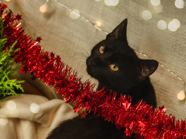 Znaleziono kota, Sosnowiec, 3 października 2024 (5/5)