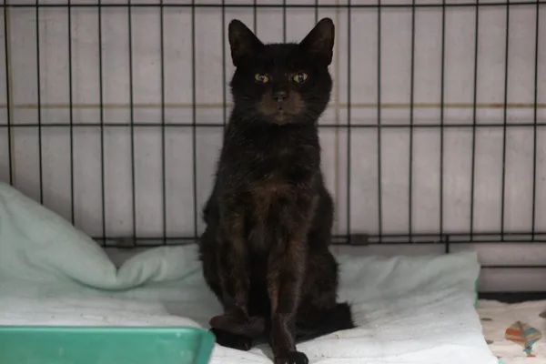 Znaleziono kota, Sosnowiec, 4 października 2024 (1/5)