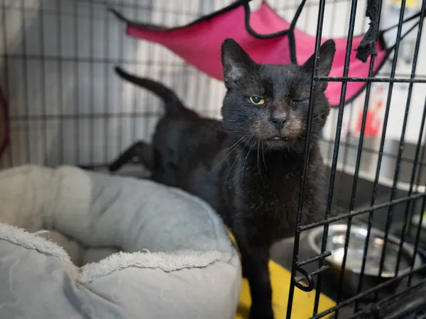 Znaleziono kota, Sosnowiec, 4 października 2024 (2/5)