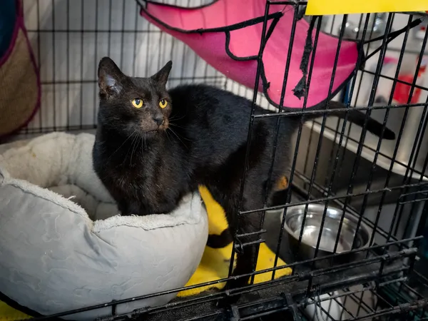 Znaleziono kota, Sosnowiec, 4 października 2024 (3/5)