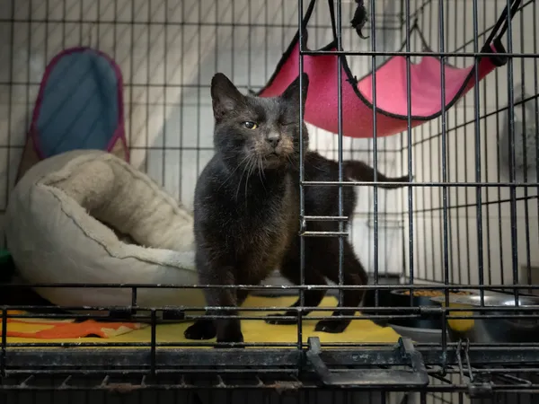 Znaleziono kota, Sosnowiec, 4 października 2024 (4/5)