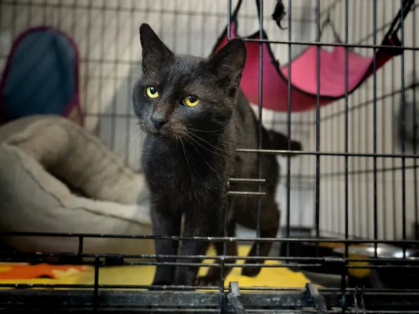 Znaleziono kota, Sosnowiec, 4 października 2024 (5/5)