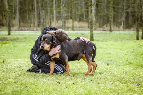 Pies do adopcji, Radom, 4 października 2024 (4/5)